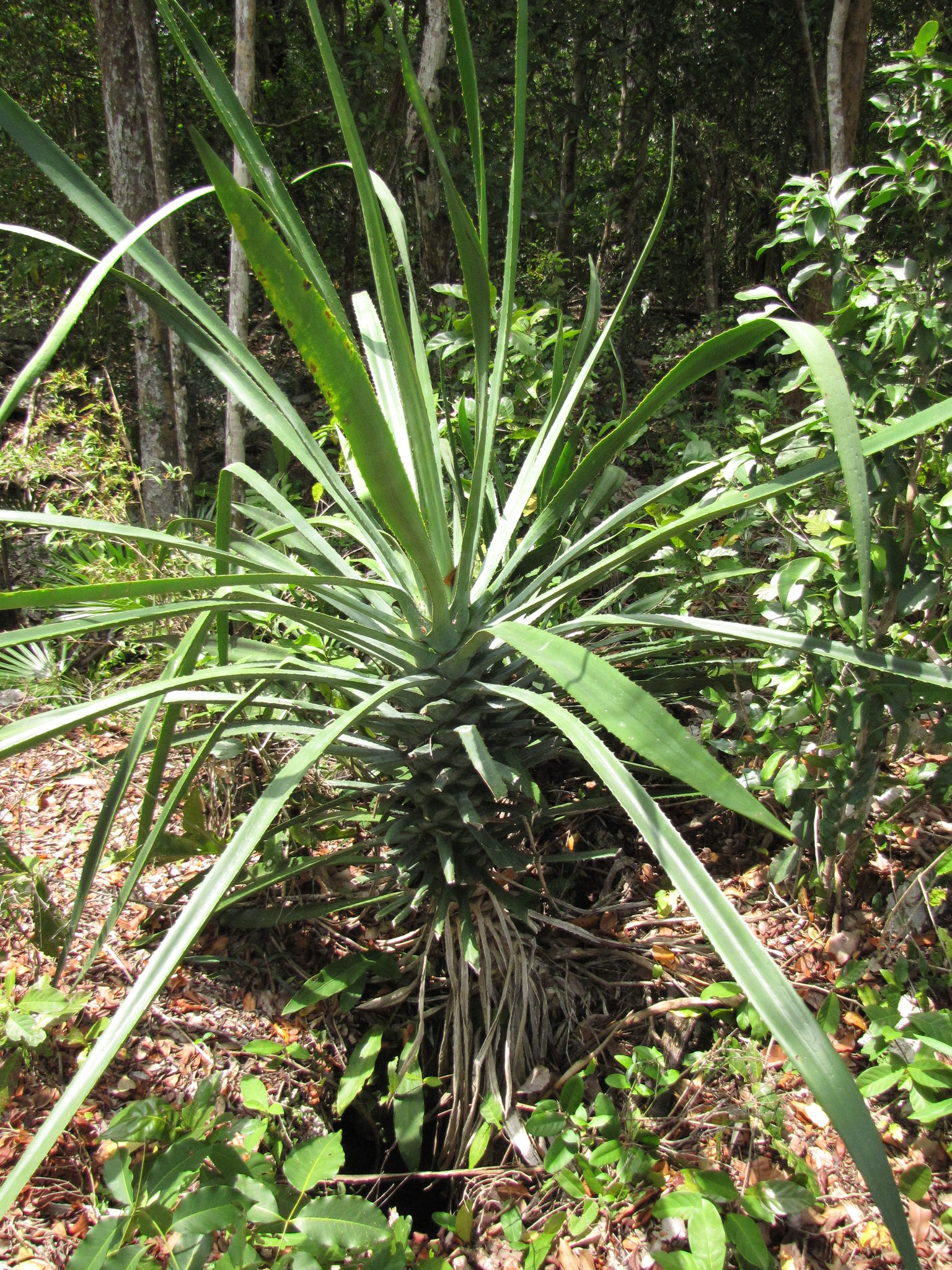Furcraea cahum